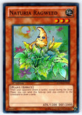 Naturia Ragweed Unlimited Super Rare Hidden Arsenal 4 HA04-EN050 NM 2011