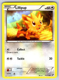 Lillipup (81) Common Black and White 81/114 LP 2011